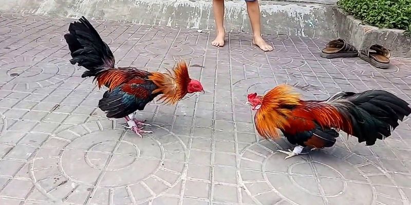 So sánh Sm66 với một số trang web chơi game khác hiện có - Sm66