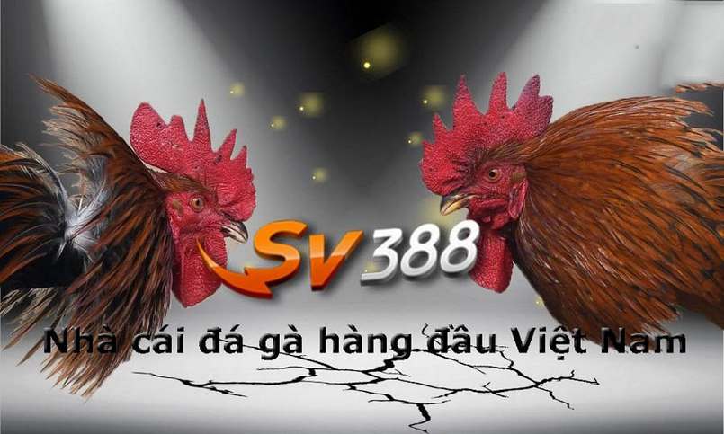 Cmd368 sở hữu nhiều lợi thế độc đáo của một nền tảng cạnh tranh đẳng cấp thế giới - Cmd368