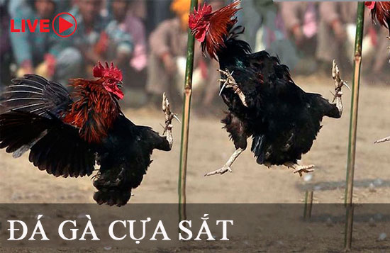 Đây là yếu tố then chốt giúp Vesovn trở thành một trang web chơi game trực tuyến hàng đầu - Vesovn
